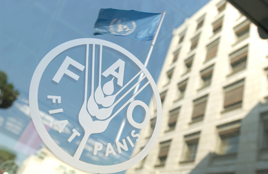 Влада Мађарске и ФАО: Стипендије за мастер студије